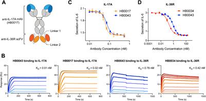 Dual blockade of IL-17A and IL-36 pathways via a bispecific antibody exhibits enhanced anti-inflammatory potency